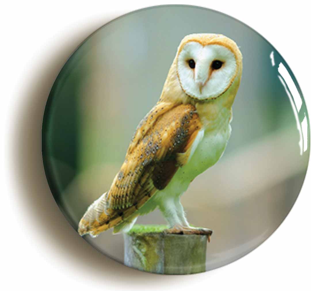 A picture of the front of the product, titled Barn Owl Button Pin Badge