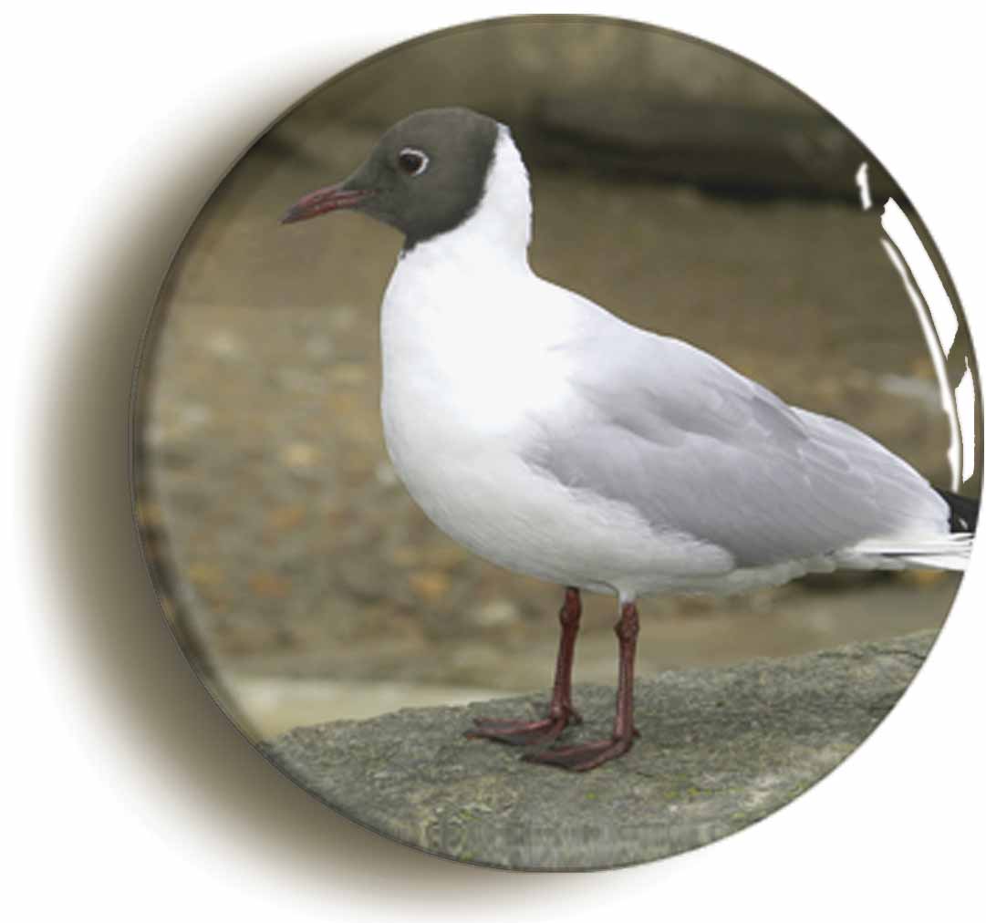 A picture of a fridge magnet