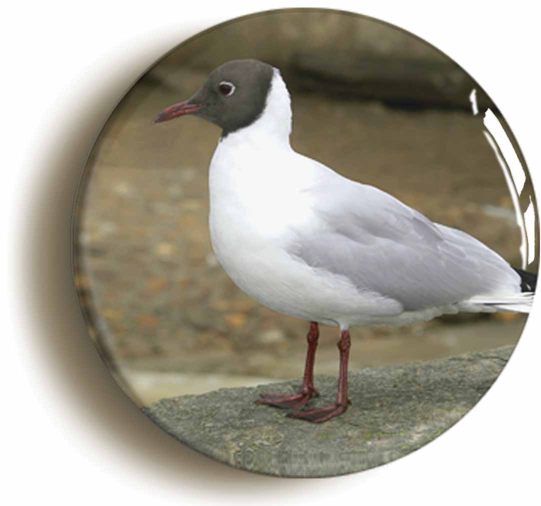 A picture of the front of the product, titled Black Headed Gull Button Pin Badge
