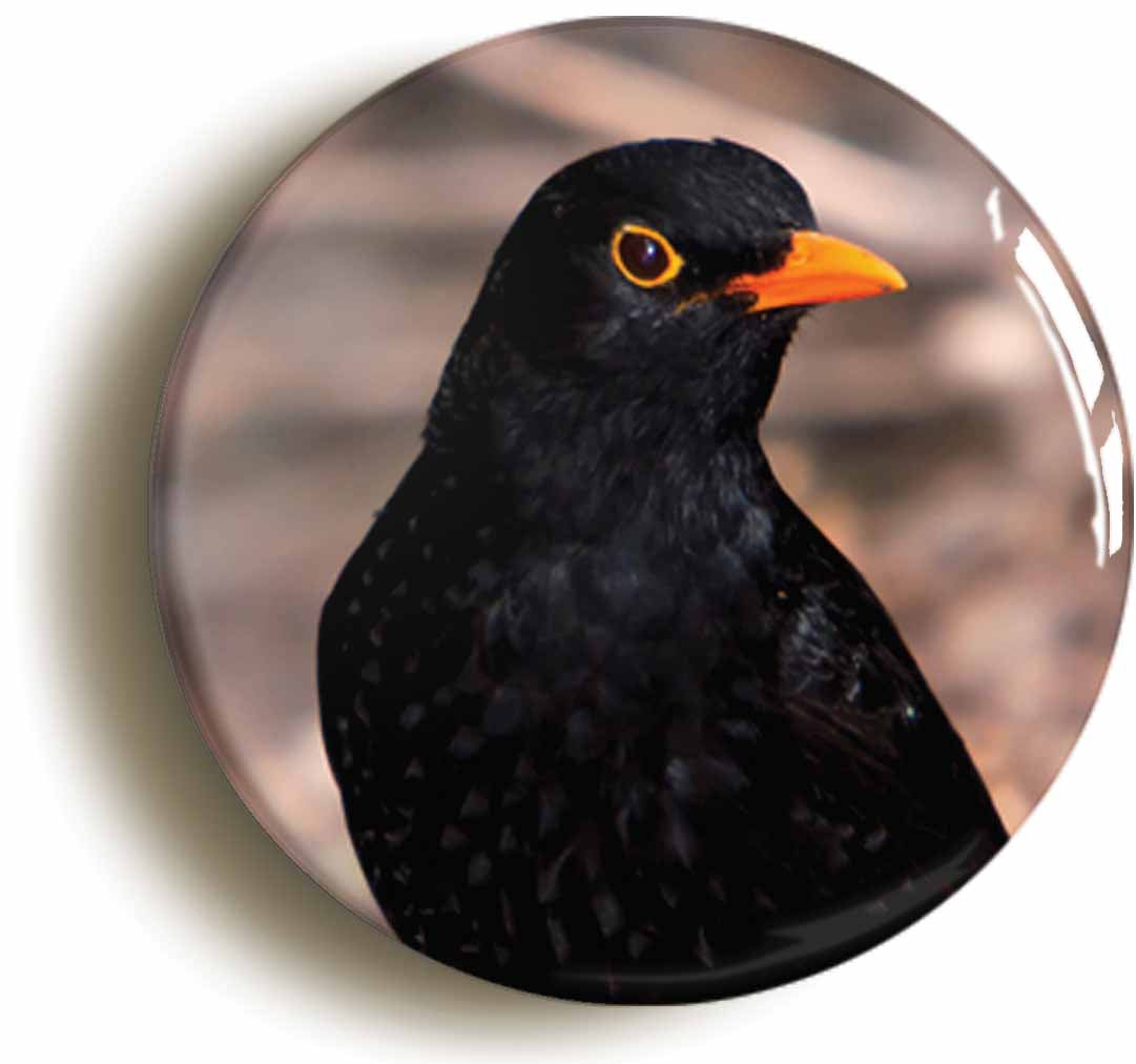 A picture of the front of the product, titled Blackbird Circular 50mm Fridge Magnet