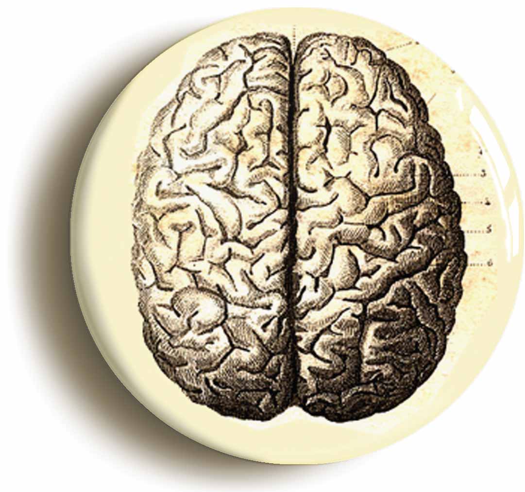 A picture of the front of the product, titled Human Brain Anatomy Diagram Circular 50mm Fridge Magnet