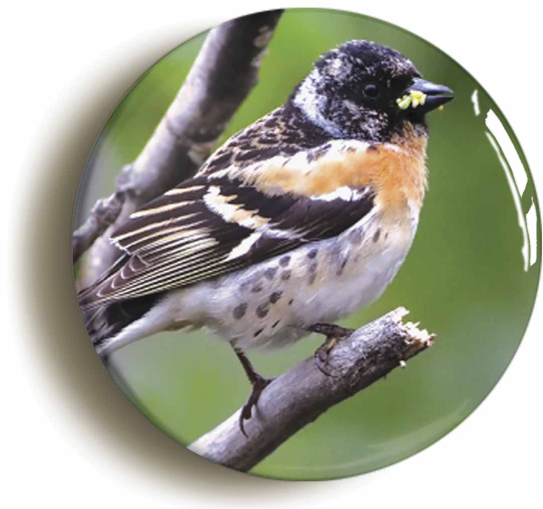 A picture of a button badge