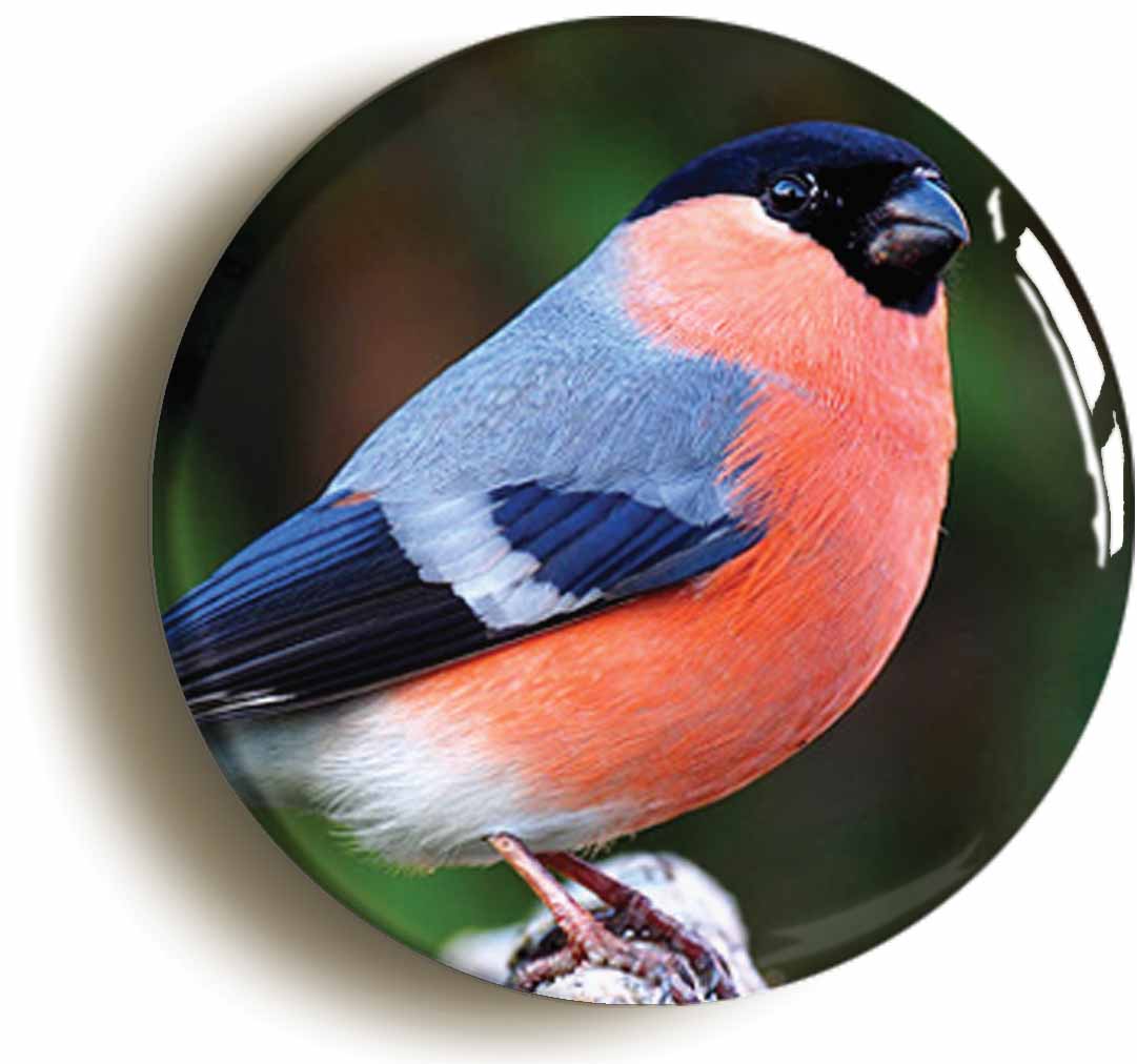 A picture of the front of the product, titled Bull Finch Button Pin Badge