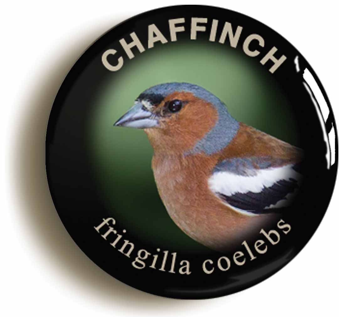 A picture of the front of the product, titled Chaffinch Fringilla Coelebs Bird Watching Button Pin Badge