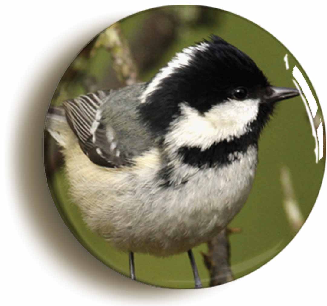 A picture of the front of the product, titled Coal Tit Button Pin Badge