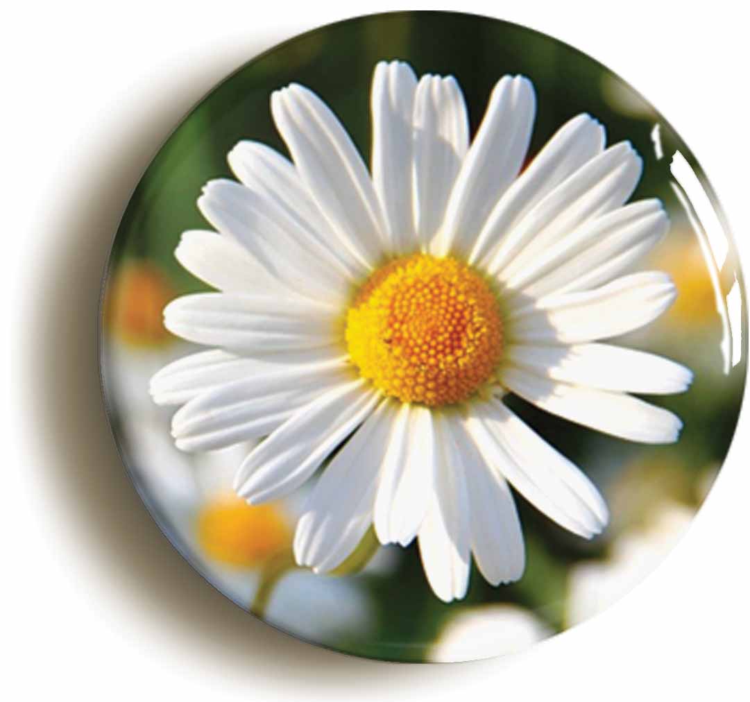 A picture of the front of the product, titled Wild Daisy Flower Button Pin Badge