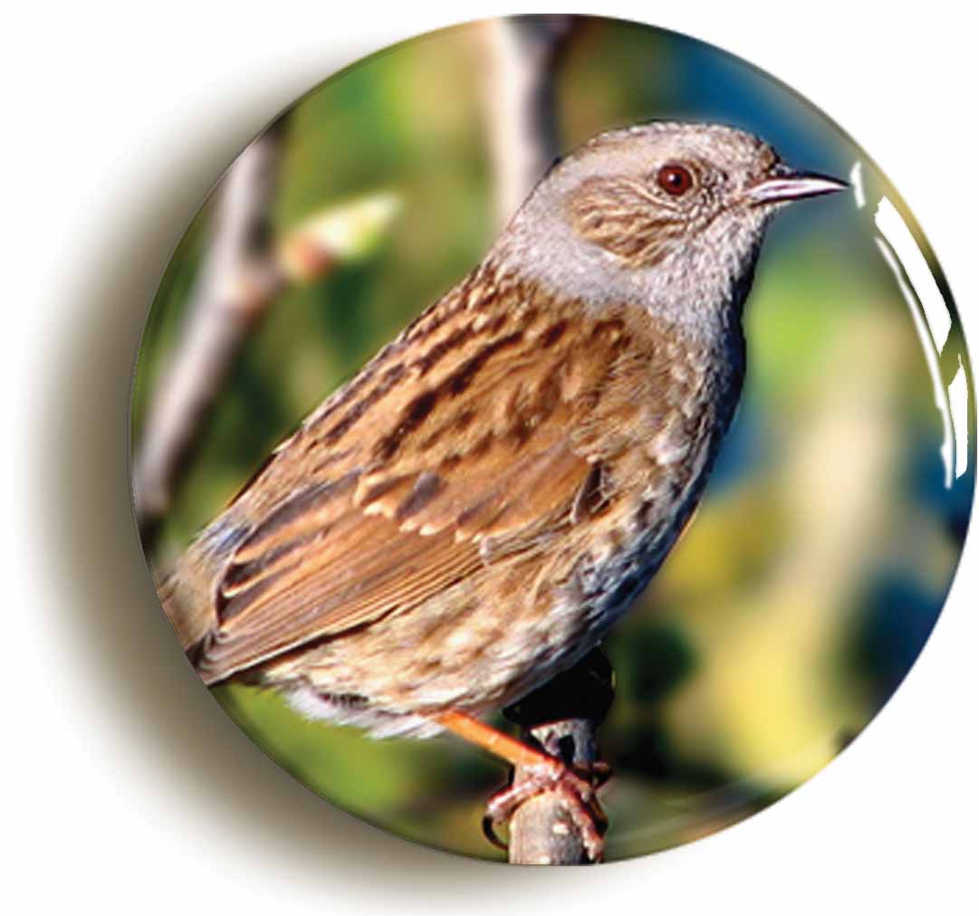 A picture of the front of the product, titled Dunnock Circular 50mm Fridge Magnet
