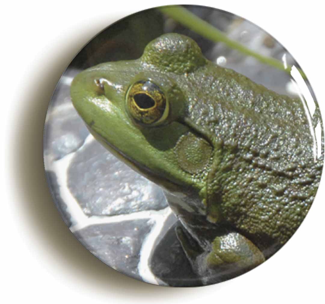 A picture of a button badge