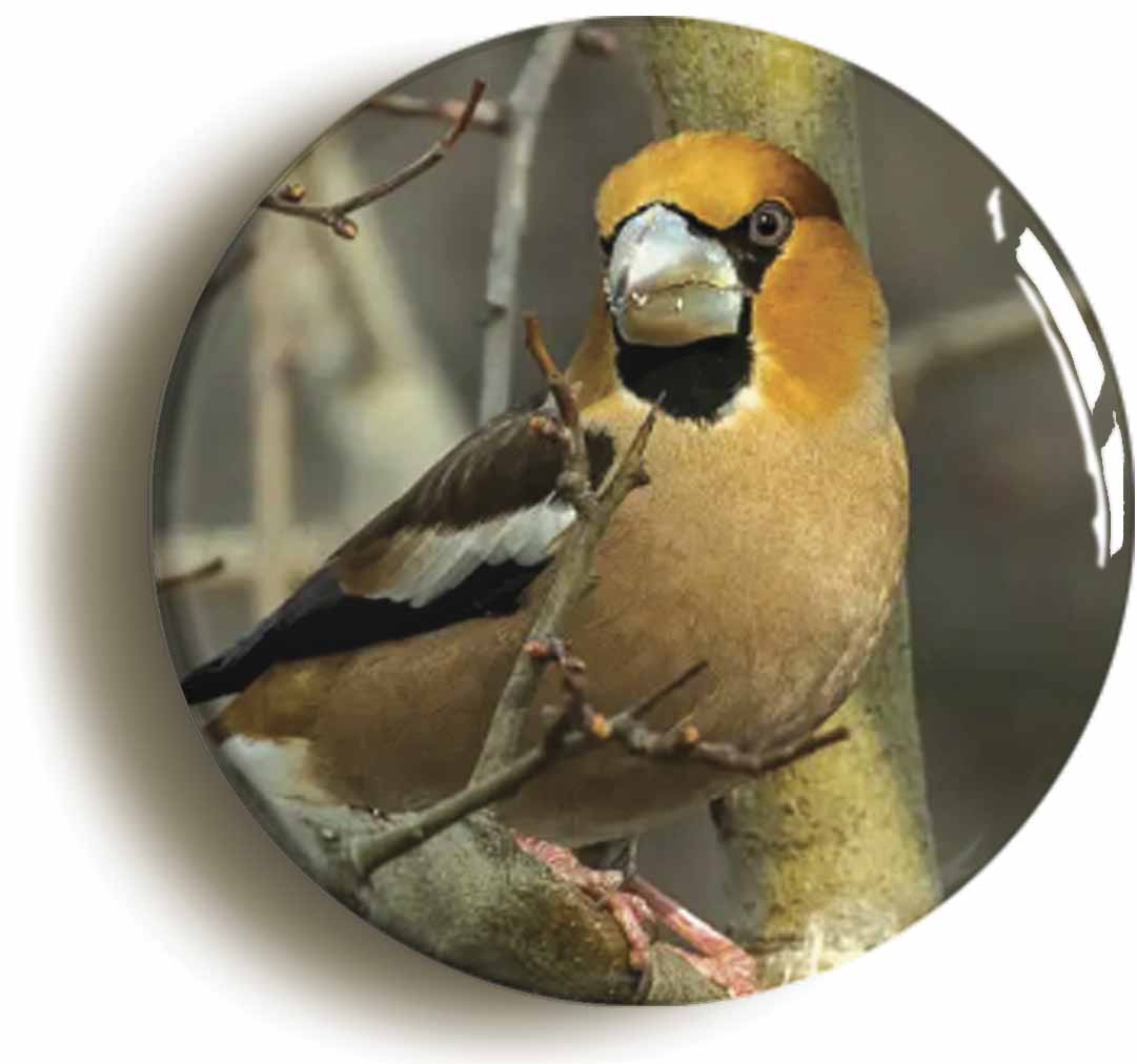 A picture of a fridge magnet