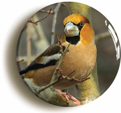 A picture of a fridge magnet