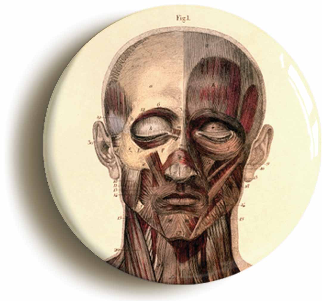 A picture of the front of the product, titled Human Face Anatomy Diagram Button Pin Badge