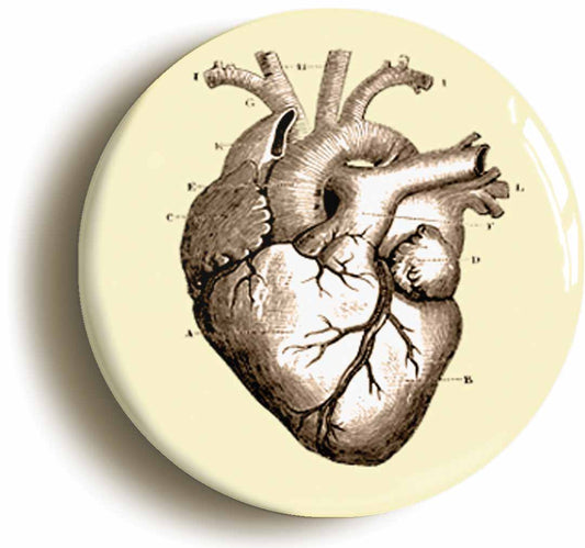 A picture of the front of the product, titled Human Heart Anatomy Diagram Button Pin Badge