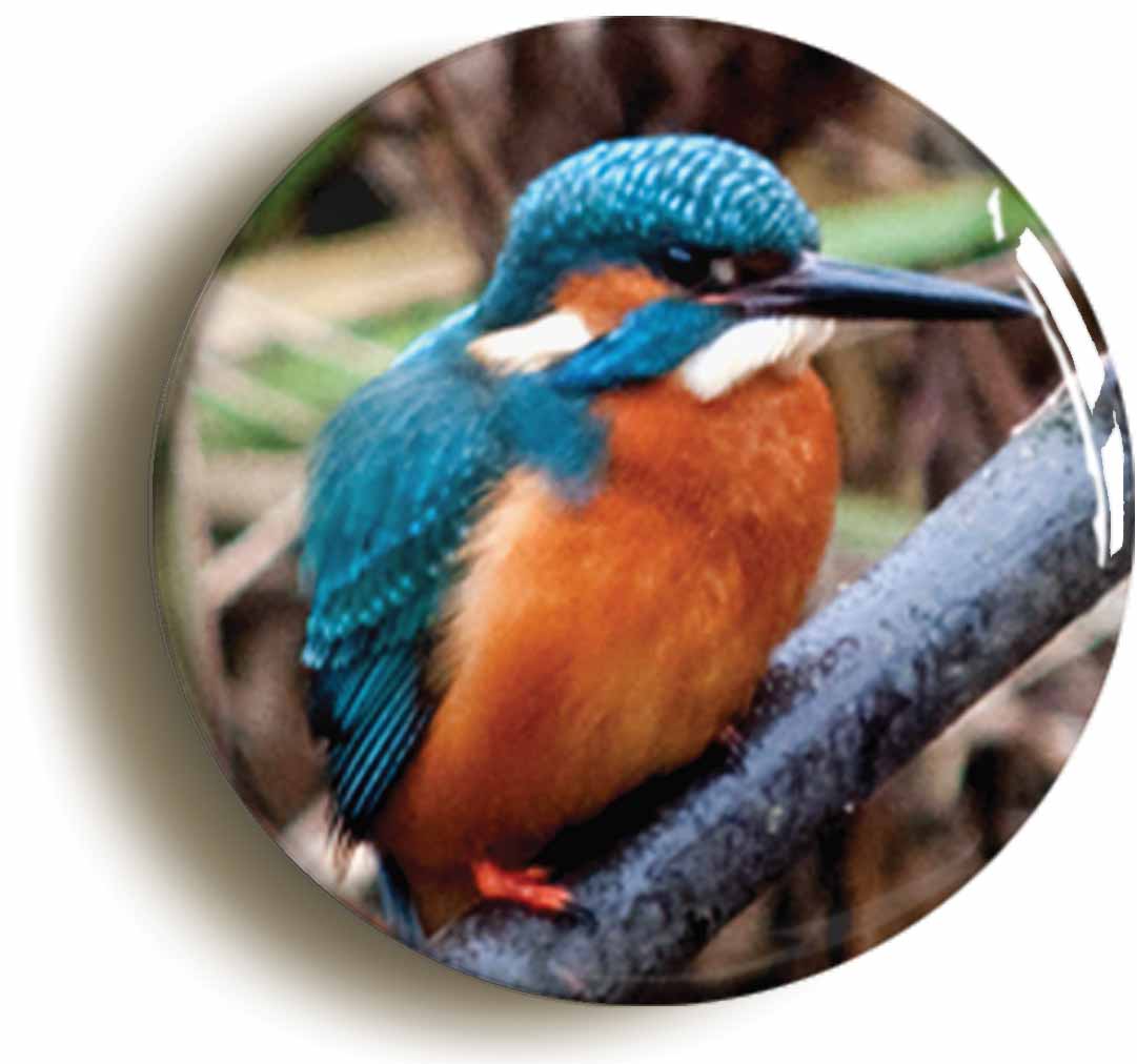 A picture of the front of the product, titled Kingfisher Button Pin Badge