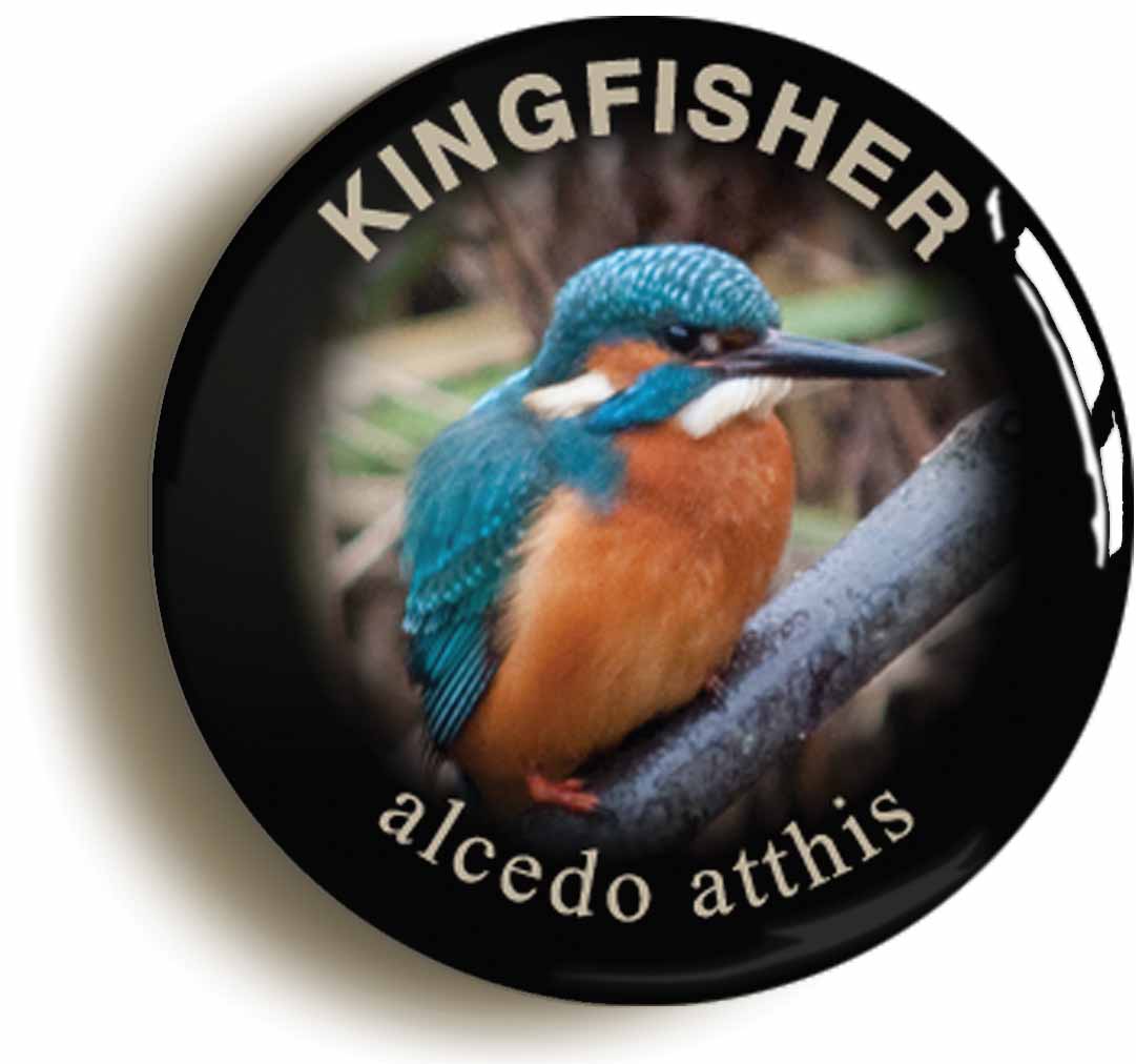 A picture of the front of the product, titled Kingfisher Alcedo Atthis Bird Watching Button Pin Badge