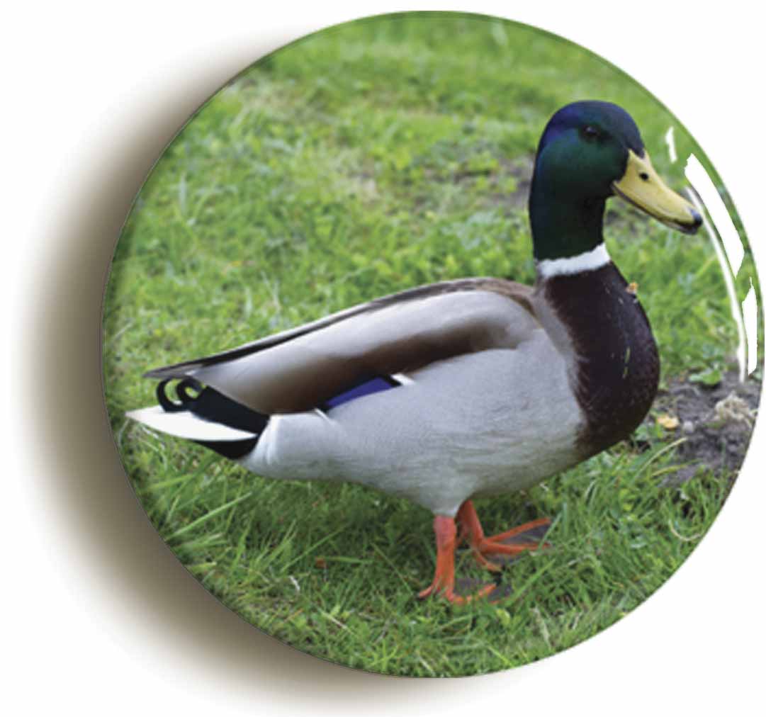 A picture of a button badge