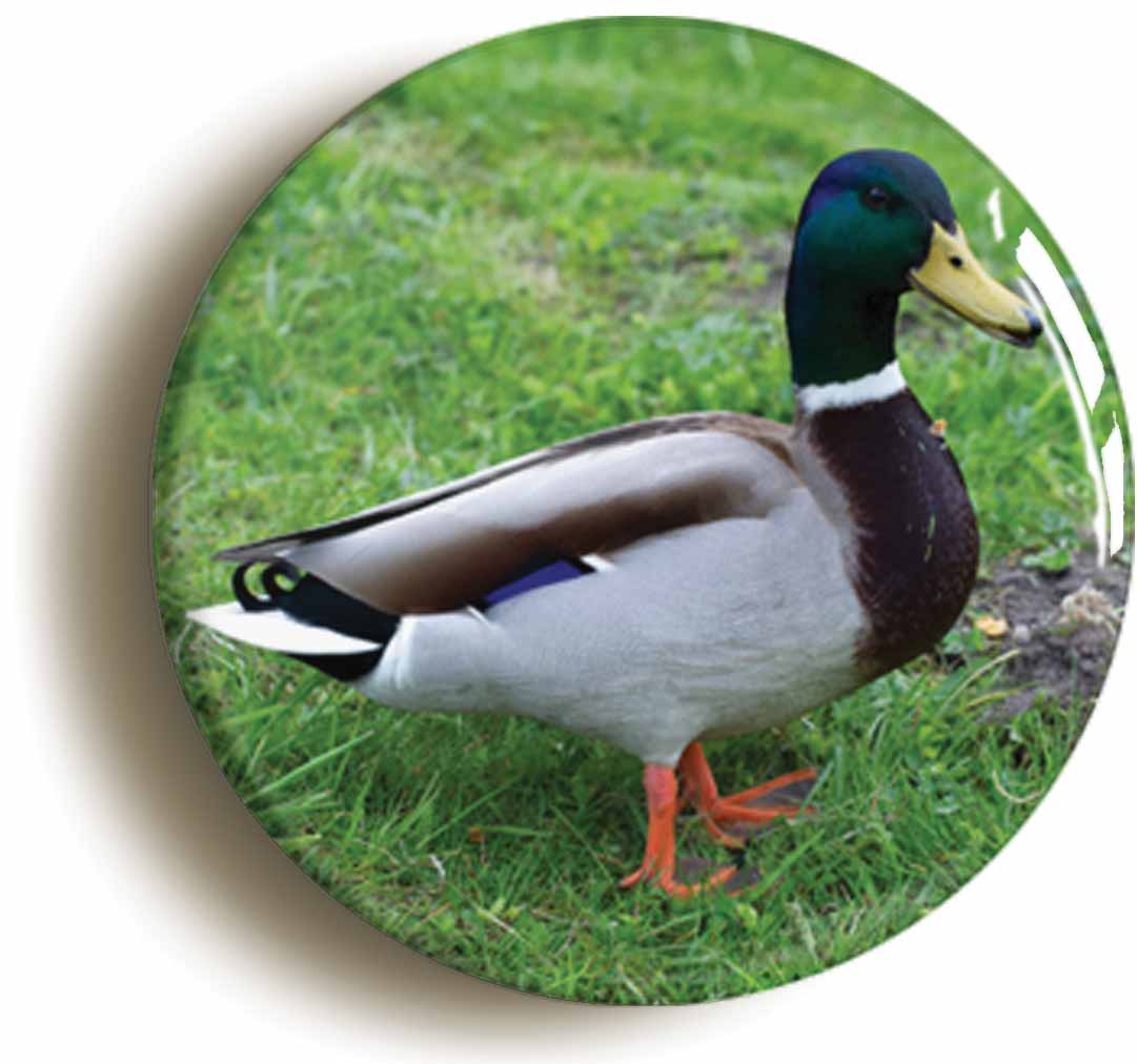 A picture of the front of the product, titled Mallard Duck Button Pin Badge