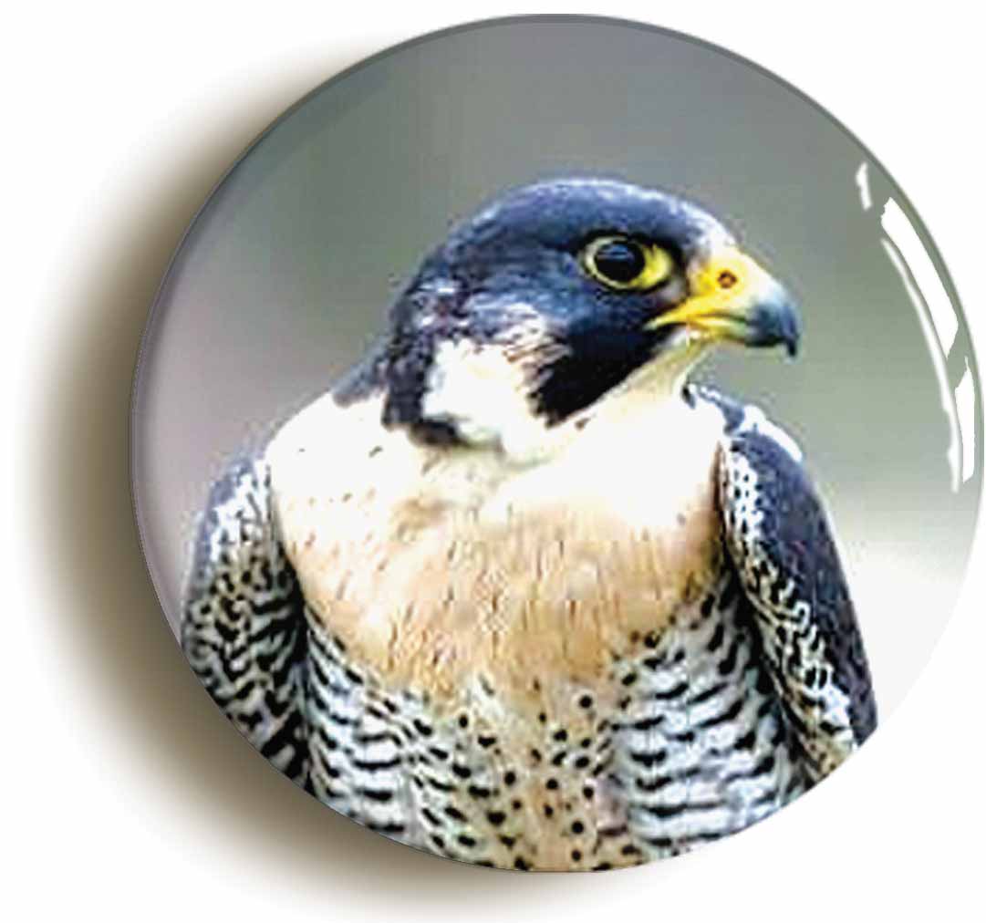 A picture of the front of the product, titled Peregrine Falcon Button Pin Badge