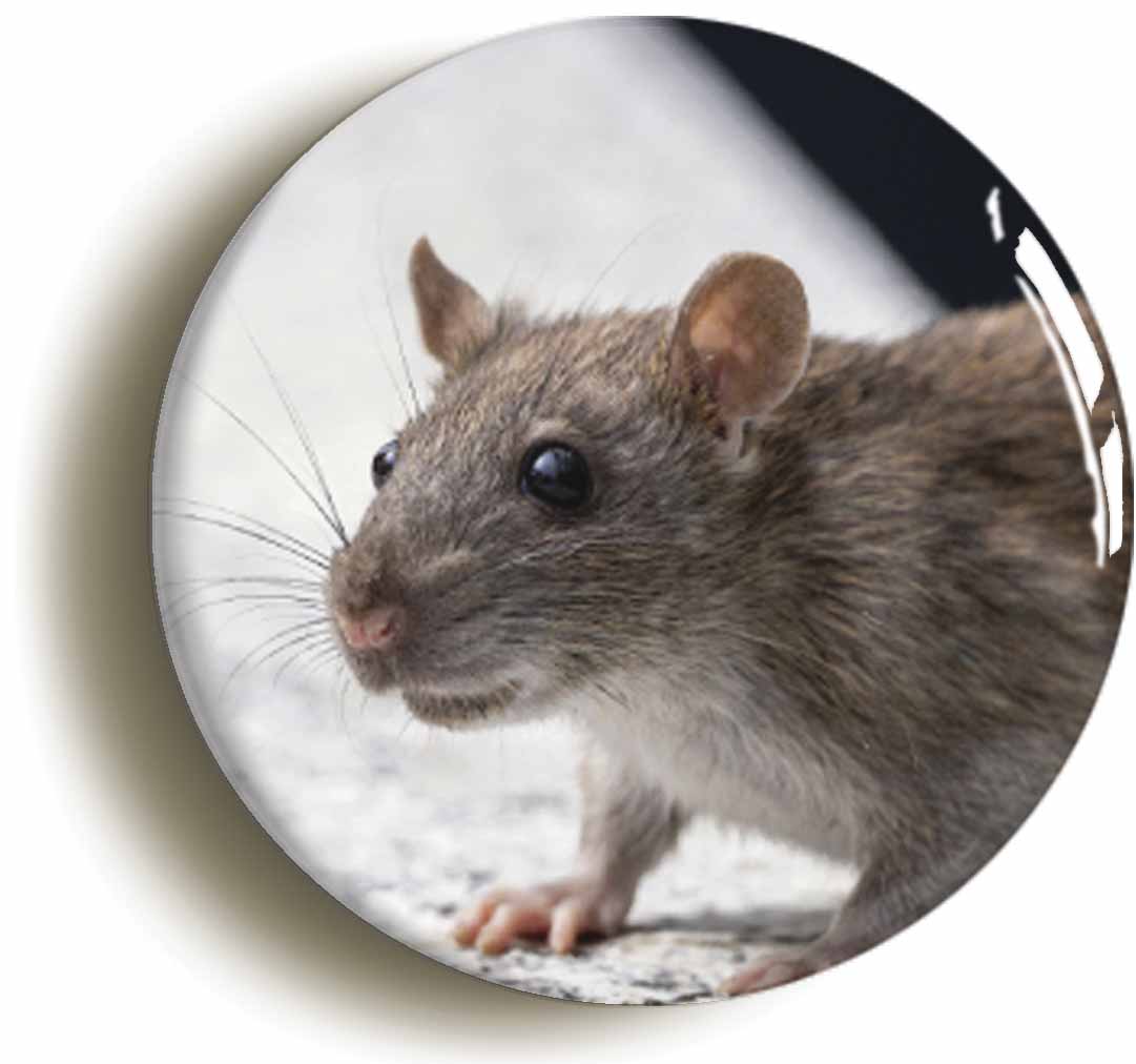A picture of a button badge