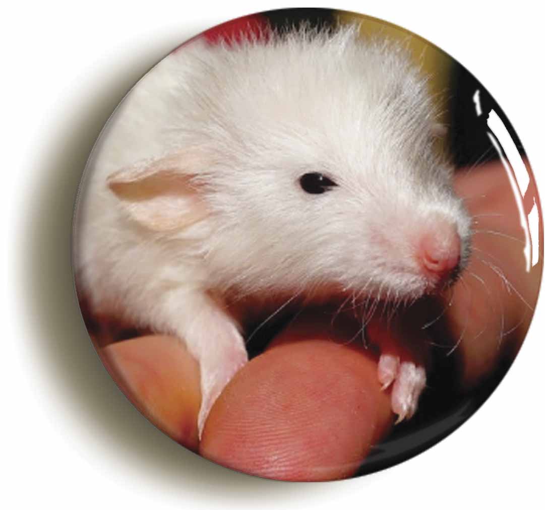 A picture of a fridge magnet
