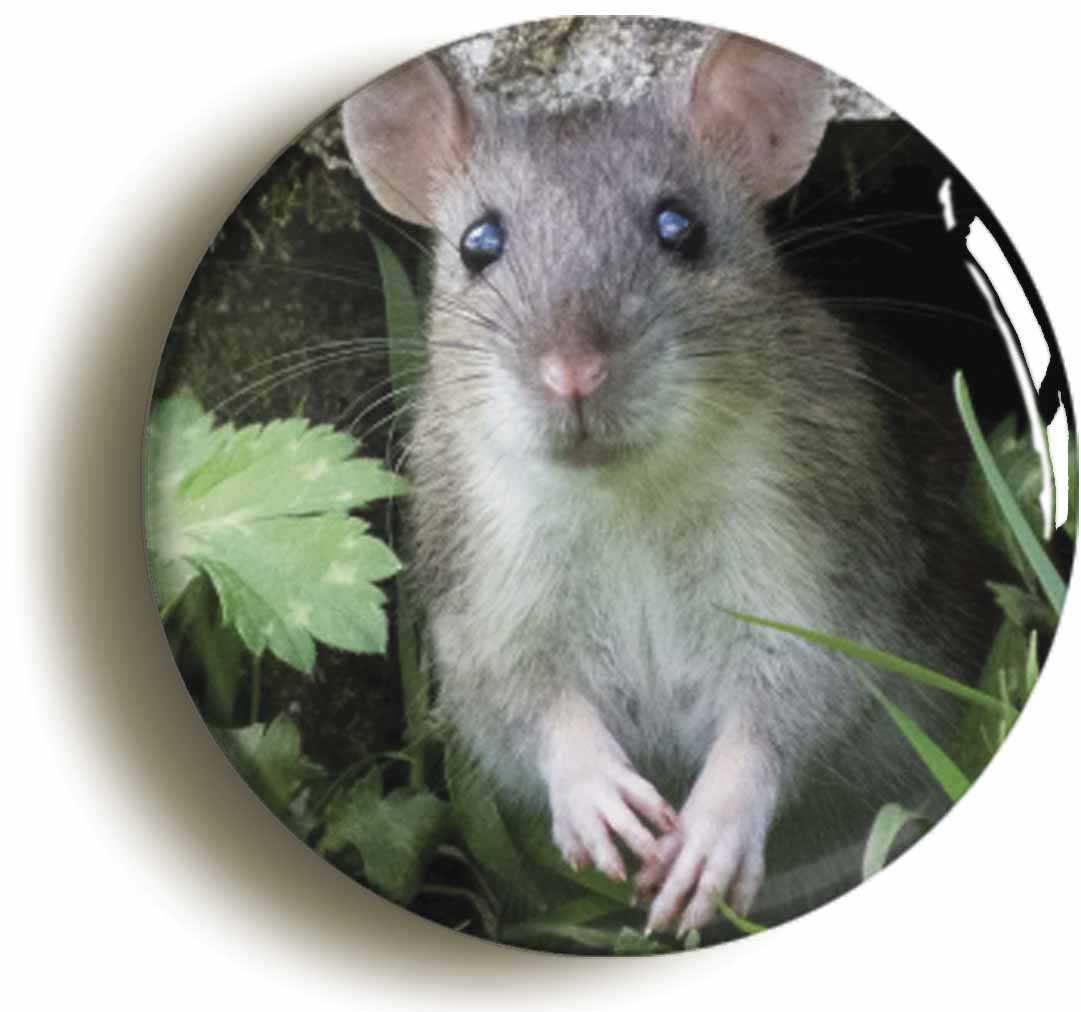 A picture of a button badge