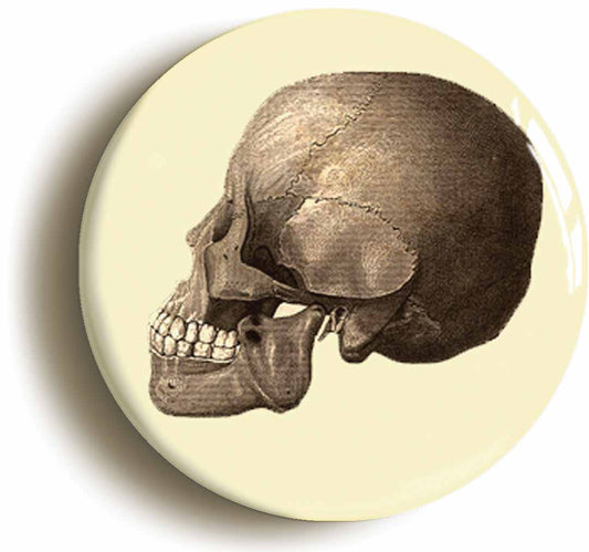 A picture of the front of the product, titled Human Skull Anatomy Diagram Circular 50mm Fridge Magnet