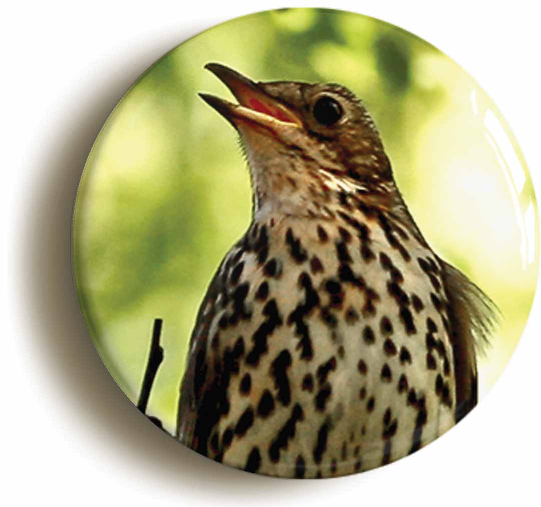 A picture of the front of the product, titled Song Thrush Button Pin Badge