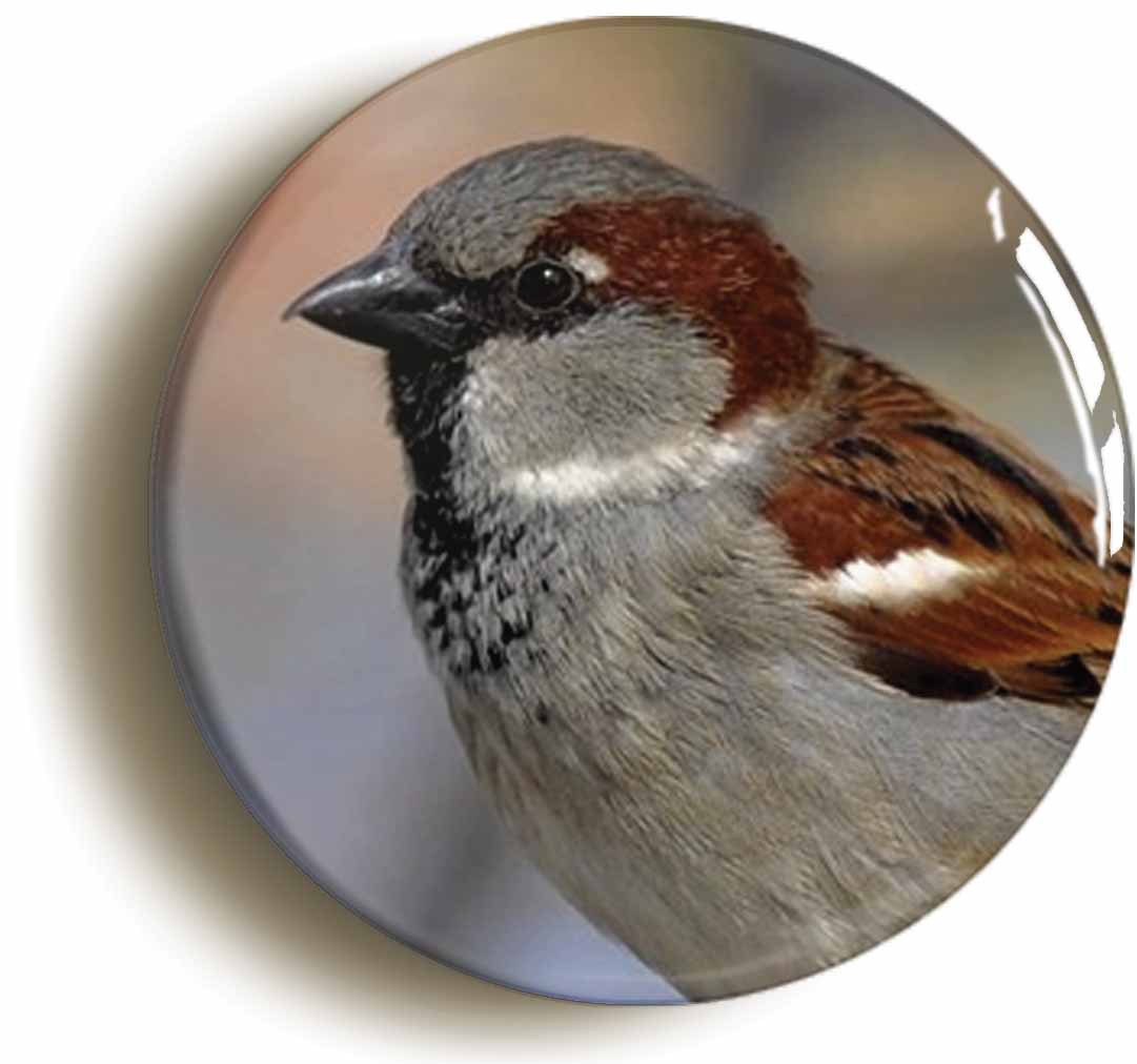 A picture of the front of the product, titled House Sparrow Button Pin Badge