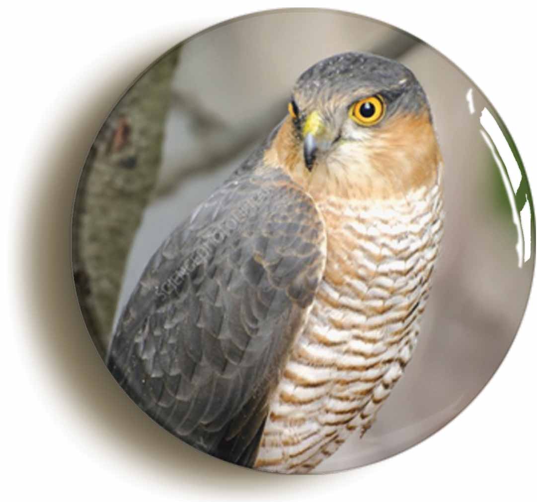 A picture of the front of the product, titled Sparrow Hawk Button Pin Badge
