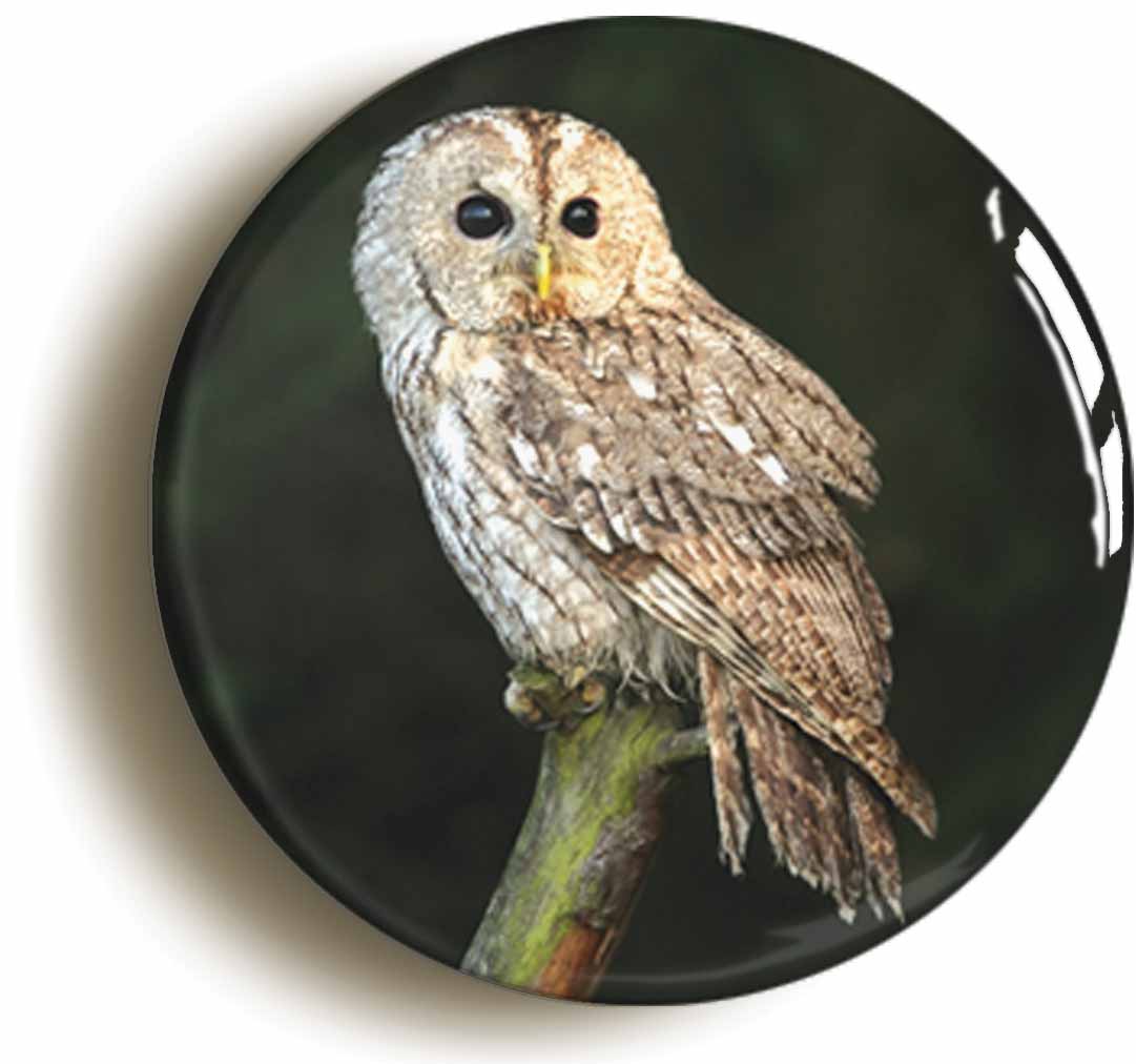 A picture of the front of the product, titled Tawny Owl Circular 50mm Fridge Magnet