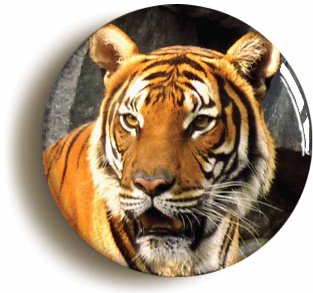 A picture of the front of the product, titled Tiger Button Pin Badge