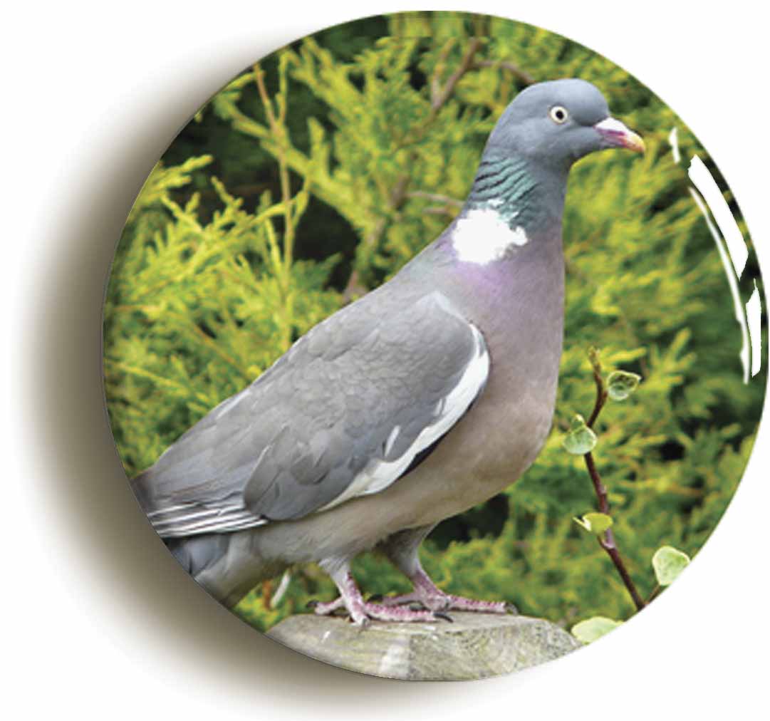 A picture of a fridge magnet