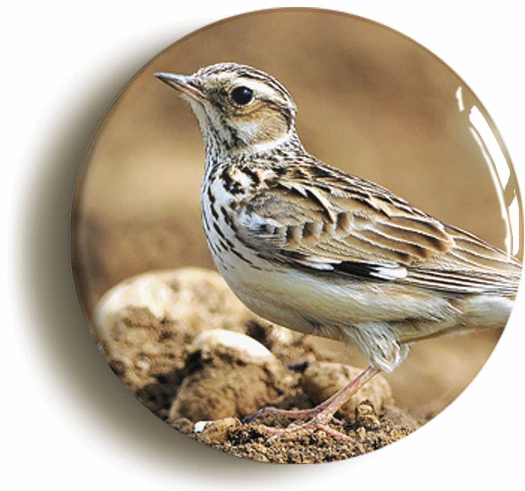 A picture of a fridge magnet