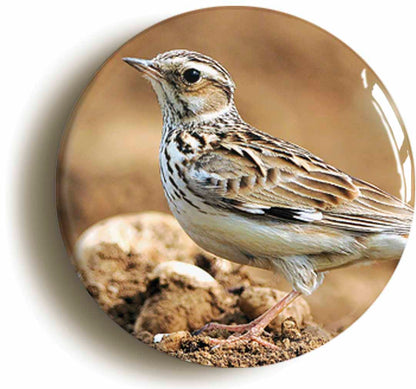 A picture of a button badge