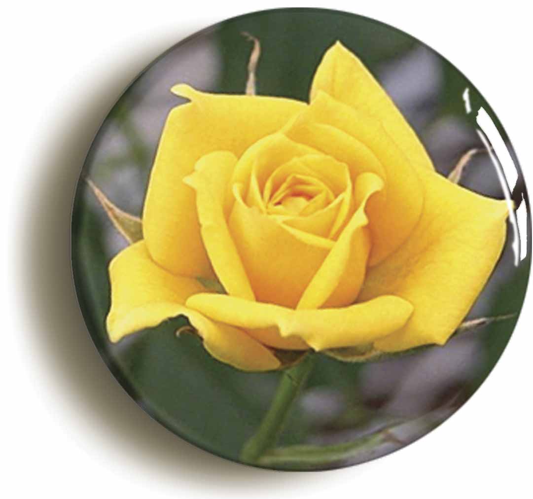 A picture of a fridge magnet